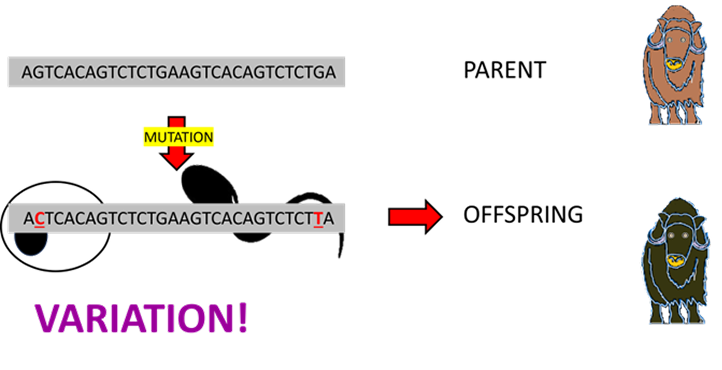 Illustration of DNA variation tracking