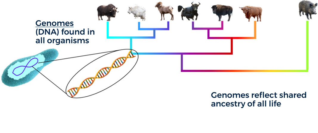 Diagram showing DNA to Genome relationship